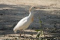 A cattle egret. Royalty Free Stock Photo
