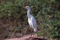 Cattle egret on the Chambal river in India Royalty Free Stock Photo