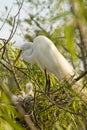 Cattle Egret with chicks Royalty Free Stock Photo