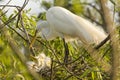 Cattle Egret with chicks Royalty Free Stock Photo