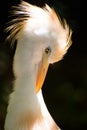 Cattle Egret Royalty Free Stock Photo