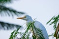 Cattle Egret perched on the tree branch
