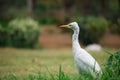 Cattle Egret in flight taking off in a nautural environment Royalty Free Stock Photo