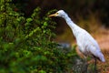 Cattle Egret in flight taking off in a nautural environment Royalty Free Stock Photo