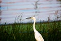 Bubulcus ibis Or Heron at Ameenpur lake in Hyderabad India