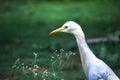 Cattle Egret in flight taking off in a nautural environment Royalty Free Stock Photo