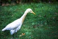 Cattle Egret in flight taking off in a nautural environment Royalty Free Stock Photo