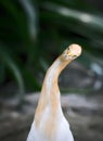 Cattle Egret Royalty Free Stock Photo