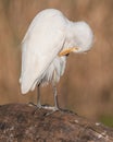 A cattle egret on a dead branch Royalty Free Stock Photo