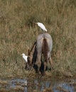 Cattle Egret Royalty Free Stock Photo