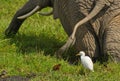 Cattle Egret and Elephant in collaboration Royalty Free Stock Photo