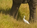 A Cattle Egret between Elephant columns Royalty Free Stock Photo