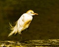 Cattle Egret in the Evening Light Royalty Free Stock Photo