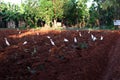 Cattle egret on farm. evening. village. tillage land