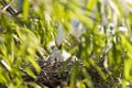 Cattle Egret feeding chicks Royalty Free Stock Photo