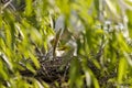 Cattle Egret feeding chicks Royalty Free Stock Photo