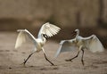 Cattle Egret fighting in reserves of wetlands of pakistan Royalty Free Stock Photo