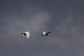 Cattle egret in flight Royalty Free Stock Photo