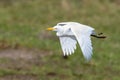 Cattle egret during flight, Bubulcus ibis Royalty Free Stock Photo