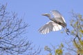 Cattle egret in flight Royalty Free Stock Photo