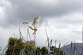 Cattle egret in flight Royalty Free Stock Photo