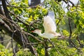 Cattle Egret In Flight Royalty Free Stock Photo