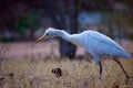 Cattle Egret in flight taking off in a nautural environment Royalty Free Stock Photo