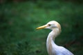 Cattle Egret in flight taking off in a nautural environment Royalty Free Stock Photo