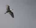Egret Overcast Royalty Free Stock Photo