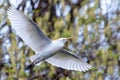 Cattle egret flying. Closed plane Royalty Free Stock Photo