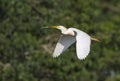 Cattle egret flying with nesting material in the beak, Texas Royalty Free Stock Photo