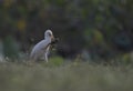 The cattle egret with frog hunt Royalty Free Stock Photo