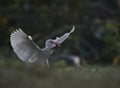 The cattle egret with frog hunt Royalty Free Stock Photo