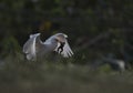 The cattle egret with frog hunt Royalty Free Stock Photo