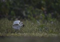 The cattle egret with frog hunt Royalty Free Stock Photo