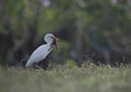 The cattle egret with frog hunt Royalty Free Stock Photo