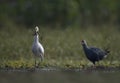 The cattle egret with frog hunt Royalty Free Stock Photo