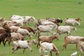 Cattle Egret and Goat feeding together in the pasture Royalty Free Stock Photo