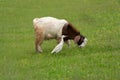 Cattle Egret and Goat feeding together in the pasture Royalty Free Stock Photo