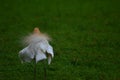 Cattle egret on grass field relaxing