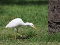 Cattle Egret in a Grassy Field Royalty Free Stock Photo