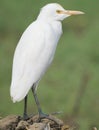 Cattle Egret on Green Background