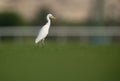 Cattle Egret on green grass, Bahrain