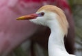 Cattle Egret Head Portrait with pink spoonbill in background Royalty Free Stock Photo