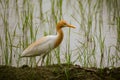 The cattle egret, heron, any of about 60 species of long-legged wading birds,