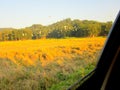 Cattle egret, heron birds, Nature view hills, Green background