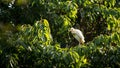 Cattle egret heron. Bubulcus ibis with yellow plumage indicative breeding season Royalty Free Stock Photo