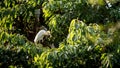 Cattle egret heron. Bubulcus ibis with yellow plumage indicative breeding season Royalty Free Stock Photo