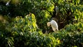 Cattle egret heron. Bubulcus ibis with yellow plumage indicative breeding season Royalty Free Stock Photo