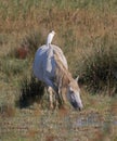 Cattle Egret Royalty Free Stock Photo